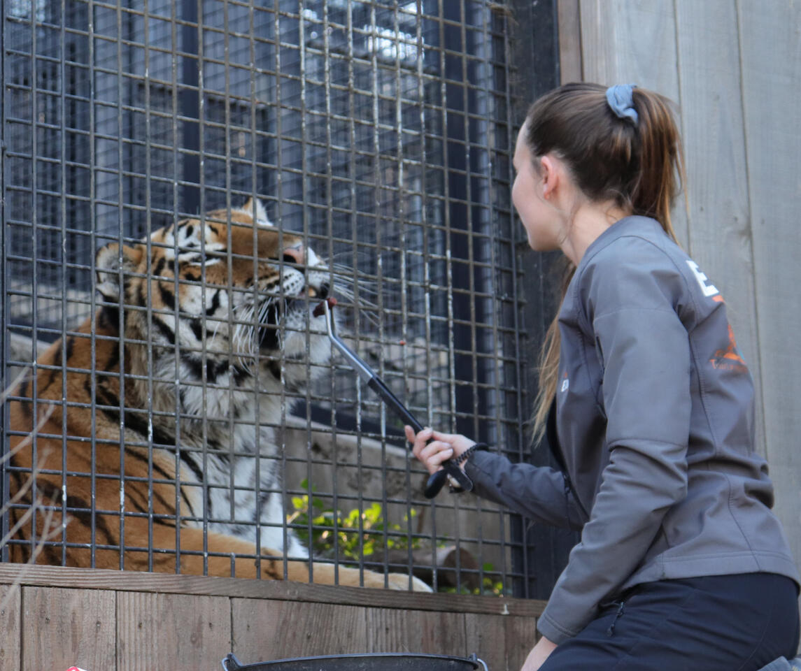 Marine soigneur animalier avec Tigre Marine soigneur animalier avec Tigre